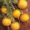 Golden Ball Turnip Root Vegetable Seeds