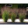 National Gardens Switchgrass Tall Ornamental Grass Seeds