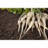 Parsnip White Root Vegetable Seeds