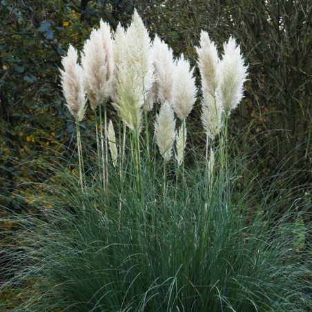 White Pampas Ornamental Grass Seeds