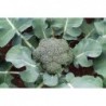 De Cicco Broccoli Vegetable Seeds