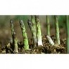 Asparagus Uc72 Vegetable Seeds