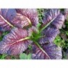 National Gardens Red Giant Mustard Ornamental Vegetable Seeds