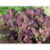 Red Giant Mustard Ornamental Vegetable Seeds