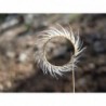 National Gardens Blue Grama Grass Seeds