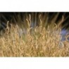 Blue Grama Grass Seeds