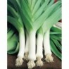 National Gardens Broad London Leek Vegetable Seeds