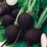 National Gardens Black Spanish Radish Vegetable Seeds