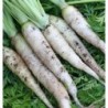 Lunar White Carrot Vegetable Seeds