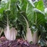 White Swiss Chard Vegetable Seeds