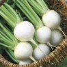 National Gardens Seven Top Turnip Vegetable Seeds