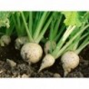 Seven Top Turnip Vegetable Seeds