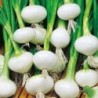 National Gardens Crystal White Wax Pearl Onion Seeds