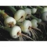 Crystal White Wax Pearl Onion Seeds