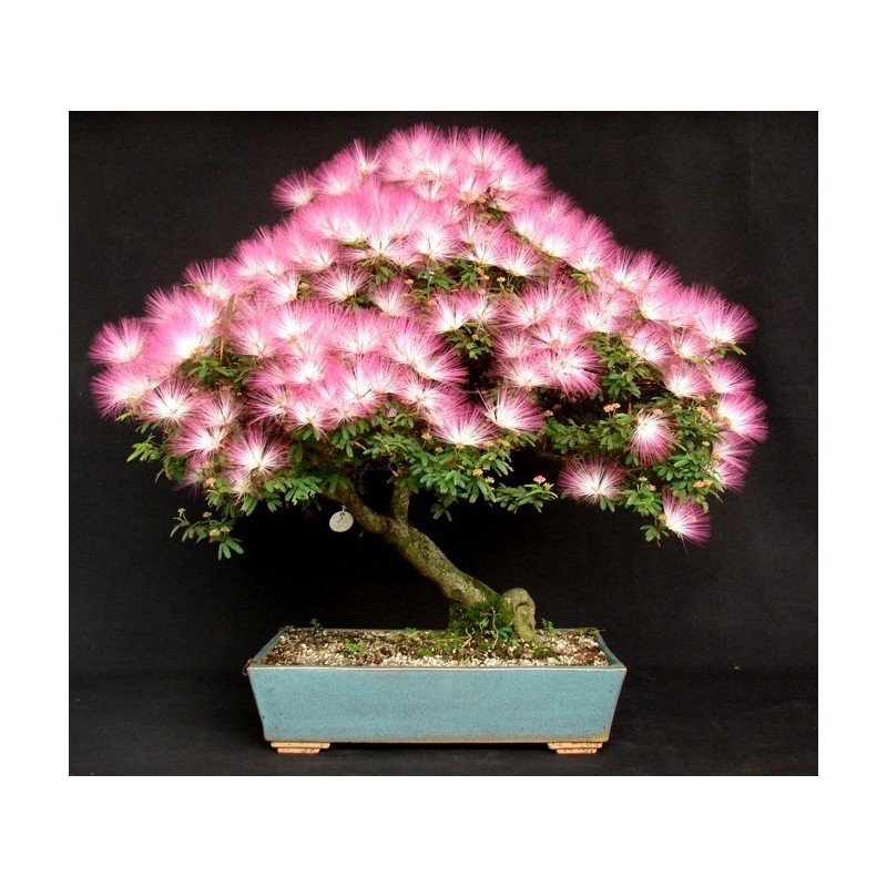 Silk Mimosa Bonsai Seeds