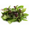 National Gardens Cinnamon Basil Herb Seeds