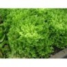 Green Moss Curled Endive Herb Seeds