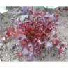 Red Salad Lettuce Seeds