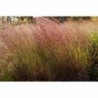 National Gardens Big Bluestem Ornamental Grass Seeds