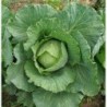 National Gardens Flat Dutch Cabbage Seeds