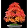 National Gardens Sugar Maple Bonsai Seeds