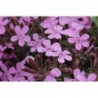 Pink Rock Soapwort Flower Seeds