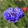 National Gardens Tall Blue Cornflower Flower Seeds