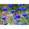 Tall Blue Cornflower Flower Seeds