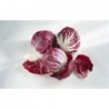 Red Cabbage - Radicchio Di Treviso Italian Vegetable Seeds