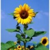 National Gardens Mammoth Grey Stripe Sunflower Flower Seeds