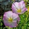 National Gardens Showy Pink Evening Primrose Flower Seeds