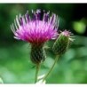 National Gardens Purple Milk Thistle Flower Seeds