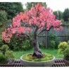 National Gardens Tatarian Maple Bonsai Seeds