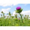 Purple Milk Thistle Flower Seeds