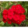 National Gardens Red Phlox Flower Seeds