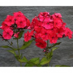 Red Phlox Flower Seeds