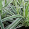 National Gardens Variegated Ribbon Grass Seeds