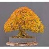 National Gardens Trident Maple Bonsai Seeds