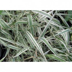 Variegated Ribbon Grass Seeds