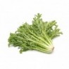 National Gardens Italian Chicory Greens Vegetable Seeds