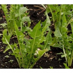 Italian Chicory Greens Vegetable Seeds