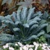 National Gardens Lacinato Kale Vegetable Seeds