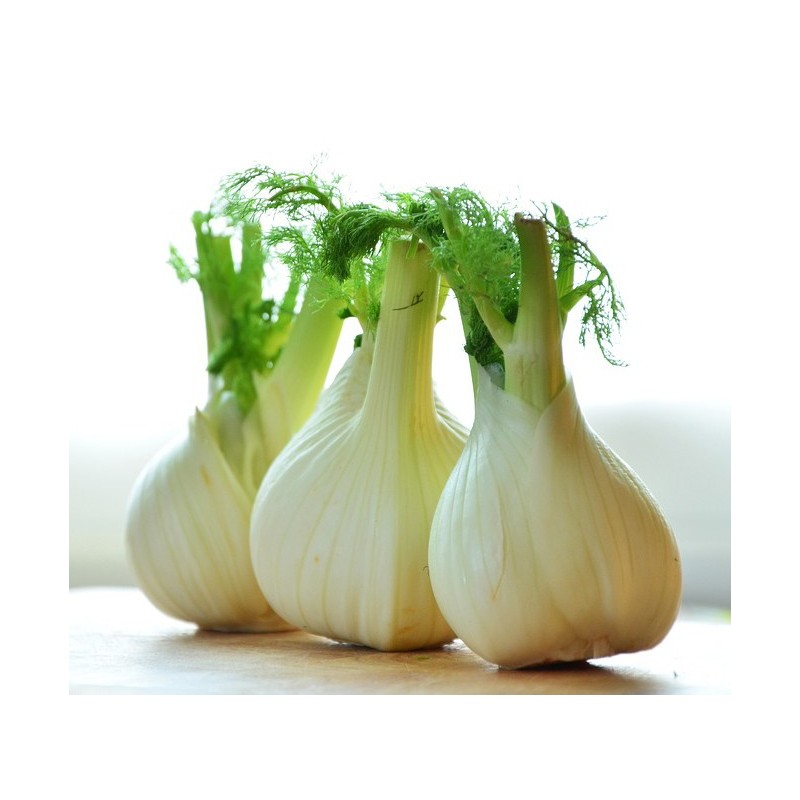 National Gardens Sweet Florence Fennel Herb Seeds