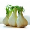 National Gardens Sweet Florence Fennel Herb Seeds