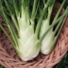 Sweet Florence Fennel Herb Seeds