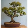 National Gardens Japanese White Brich Bonsai Seeds