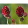 National Gardens Burnet Flower Seeds