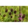 Burnet Flower Seeds