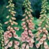 National Gardens Apricot Beauty Foxglove Flower Seeds