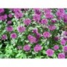 National Gardens Bee Balm Lemon Mint Flower Seeds